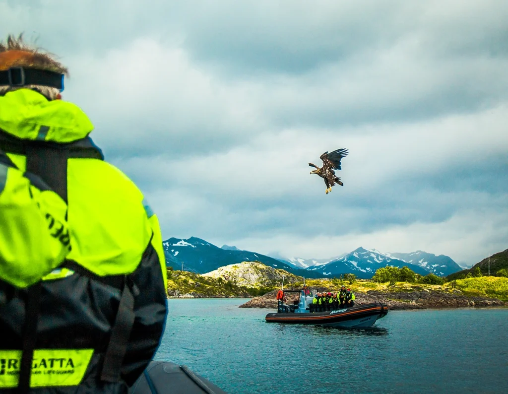 Sea Eagle Safari with XXLofoten